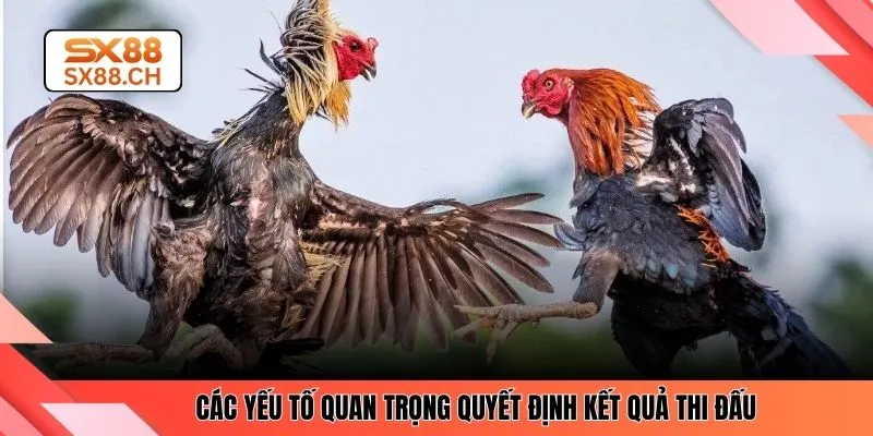 Các yếu tố quan trọng quyết định kết quả thi đấu 